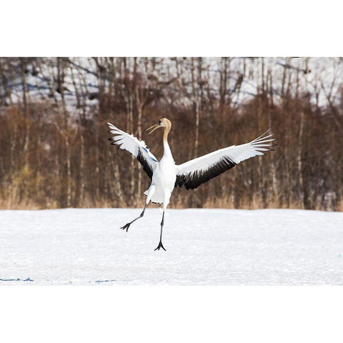 Japan-Hokkaido-Kushiro An immature red-crowned crane spreads its wings in its dance practice Black Modern Wood Framed Art Print by Goff, Ellen