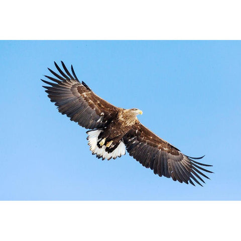 Japan-Hokkaido-Kushiro Portrait of a white-tailed eagle in flight Gold Ornate Wood Framed Art Print with Double Matting by Goff, Ellen