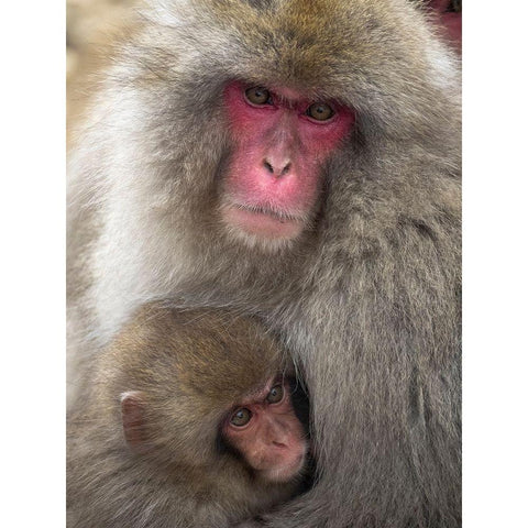 Japan-Nagano Portrait of a Japanese macaque cuddling her baby Gold Ornate Wood Framed Art Print with Double Matting by Goff, Ellen
