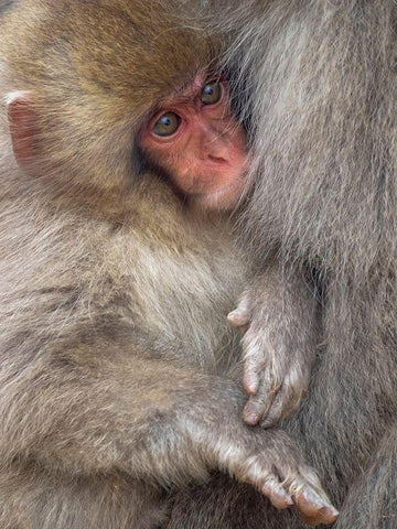 Japan-Nagano A baby Japanese macaque looks out from cuddling in its mothers fur to keep warm Black Ornate Wood Framed Art Print with Double Matting by Goff, Ellen