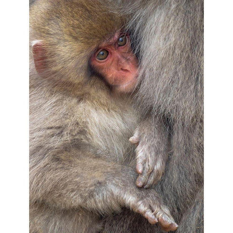 Japan-Nagano A baby Japanese macaque looks out from cuddling in its mothers fur to keep warm Black Modern Wood Framed Art Print with Double Matting by Goff, Ellen