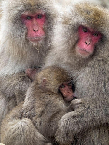 Japan-Nagano Portrait of a Japanese macaque cuddling her baby while a relative sits beside them White Modern Wood Framed Art Print with Double Matting by Goff, Ellen