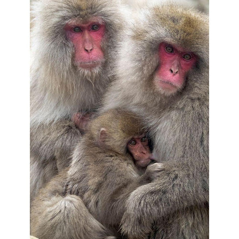 Japan-Nagano Portrait of a Japanese macaque cuddling her baby while a relative sits beside them Gold Ornate Wood Framed Art Print with Double Matting by Goff, Ellen