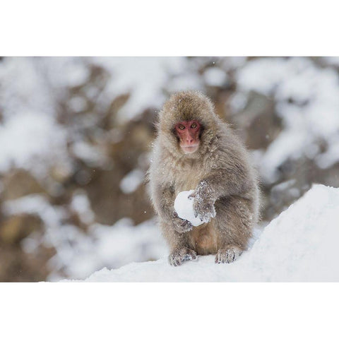 Japan-Nagano A young Japanese macaque plays with a snowball Gold Ornate Wood Framed Art Print with Double Matting by Goff, Ellen