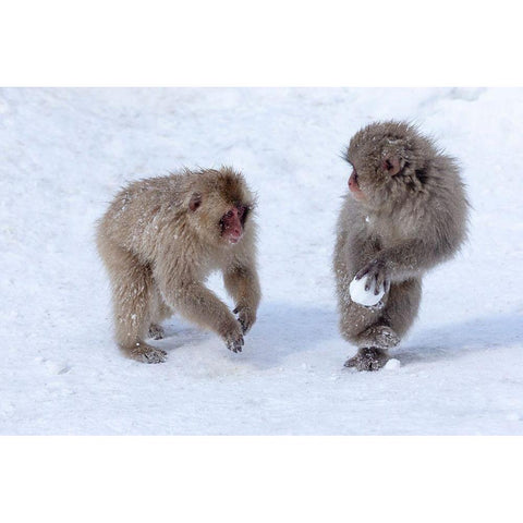 Japan-Nagano Young Japanese macaques play with a snowball Black Modern Wood Framed Art Print by Goff, Ellen