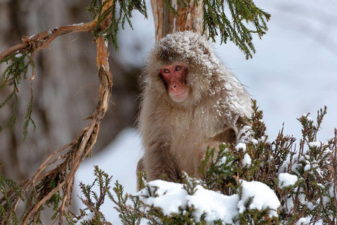 Japan-Nagano An adult Japanese snow monkey sits in a cedar tree White Modern Wood Framed Art Print with Double Matting by Goff, Ellen