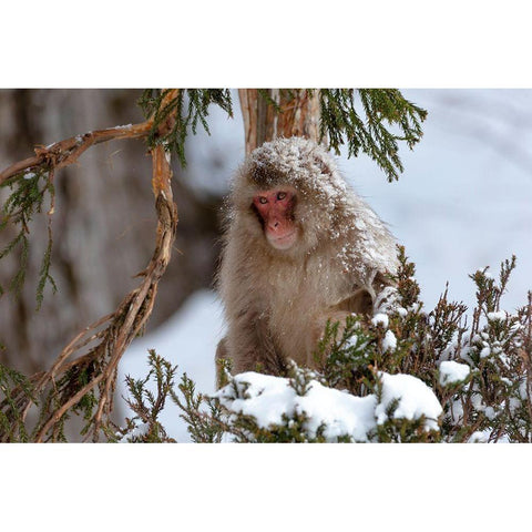 Japan-Nagano An adult Japanese snow monkey sits in a cedar tree Black Modern Wood Framed Art Print by Goff, Ellen