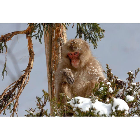 Japan-Nagano An adult Japanese snow monkey sits in a cedar tree Gold Ornate Wood Framed Art Print with Double Matting by Goff, Ellen