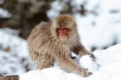 Japan-Nagano A young Japanese macaque plays with a snowball White Modern Wood Framed Art Print with Double Matting by Goff, Ellen