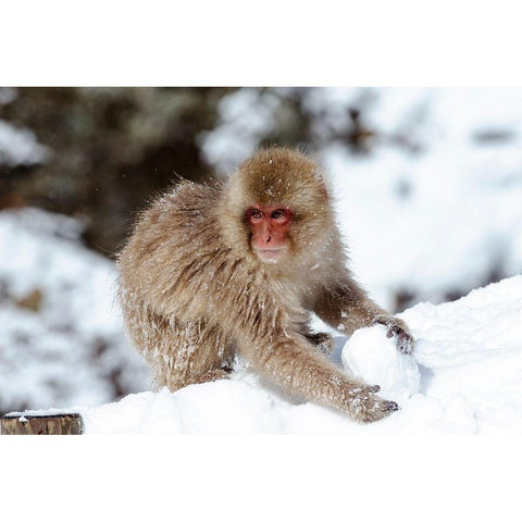 Japan-Nagano A young Japanese macaque plays with a snowball Black Modern Wood Framed Art Print by Goff, Ellen