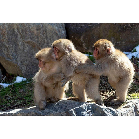 Japan-Nagano Three baby snow monkeys hold on to each other for comfort White Modern Wood Framed Art Print by Goff, Ellen