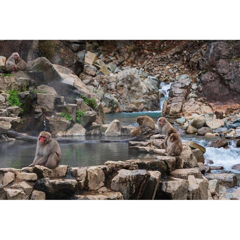 Japanese snow monkeys-macaques-sitting around the hot springs of Jigokudani Park Black Modern Wood Framed Art Print by Haddad, Sheila