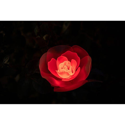 A red illuminated rose at night in a flower garden in Japan Gold Ornate Wood Framed Art Print with Double Matting by Haddad, Sheila