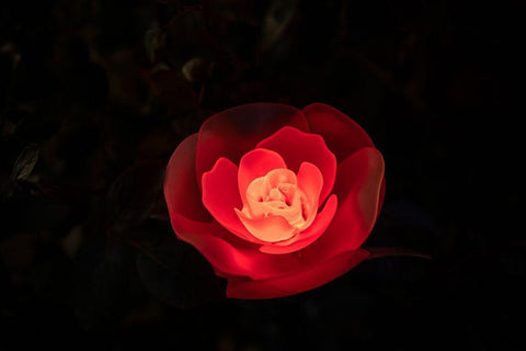 A red illuminated rose at night in a flower garden in Japan Black Ornate Wood Framed Art Print with Double Matting by Haddad, Sheila