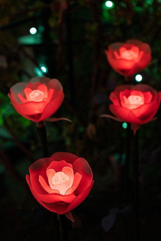 Illuminated red roses of the Ashikaga Flower park-Japan-at night in winter White Modern Wood Framed Art Print with Double Matting by Haddad, Sheila