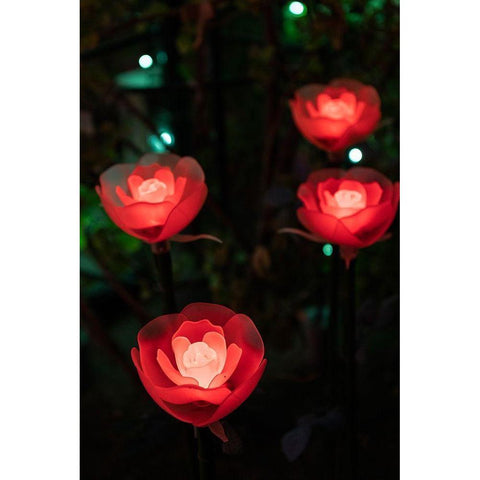 Illuminated red roses of the Ashikaga Flower park-Japan-at night in winter Black Modern Wood Framed Art Print by Haddad, Sheila