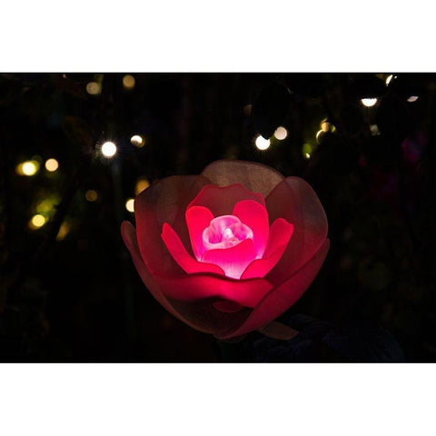 An illuminated red rose Black Modern Wood Framed Art Print with Double Matting by Haddad, Sheila