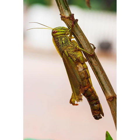 Laos-Luang Prabang Close-up of grasshopper Black Modern Wood Framed Art Print with Double Matting by Haseltine, Tom