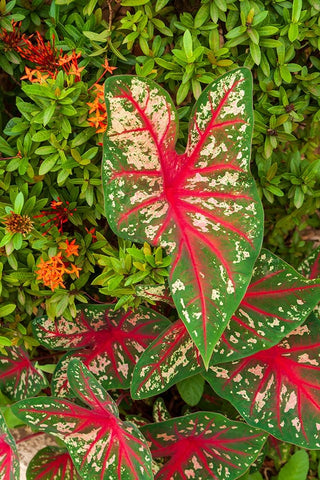 Close-up of green and red leaves of a Caladium bicolor Black Ornate Wood Framed Art Print with Double Matting by Haseltine, Tom