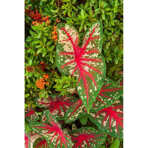 Close-up of green and red leaves of a Caladium bicolor Black Modern Wood Framed Art Print by Haseltine, Tom