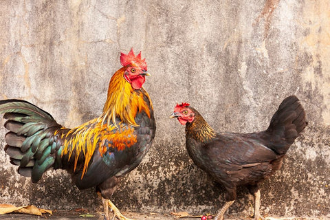 Laos- Luang Prabang. Chickens. A rooster and a hen. Black Ornate Wood Framed Art Print with Double Matting by Haseltine, Tom