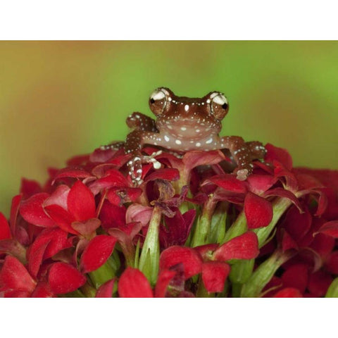 Borneo Cinnamon Tree Frog on red flowers White Modern Wood Framed Art Print by Flaherty, Dennis