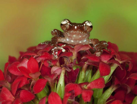 Borneo Cinnamon Tree Frog on red flowers White Modern Wood Framed Art Print with Double Matting by Flaherty, Dennis