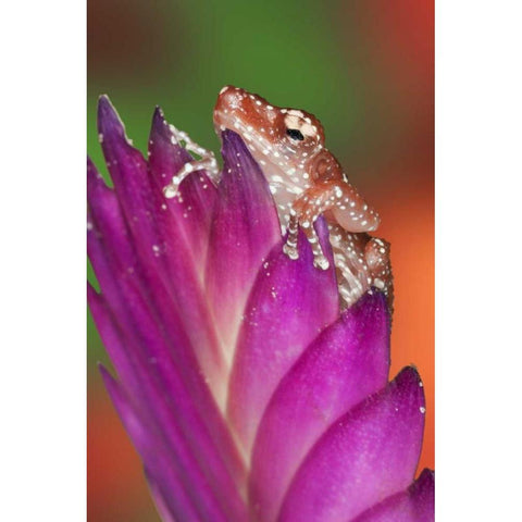 Borneo Close-up of Cinnamon Tree Frog Black Modern Wood Framed Art Print by Flaherty, Dennis