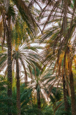 Middle East-Arabian Peninsula-Oman-Ad Dakhiliyah-Nizwa-Palm trees in Nizwa-Oman White Modern Wood Framed Art Print with Double Matting by Wilson, Emily M.