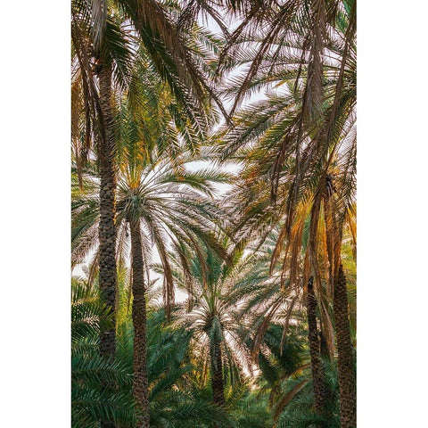 Middle East-Arabian Peninsula-Oman-Ad Dakhiliyah-Nizwa-Palm trees in Nizwa-Oman Black Modern Wood Framed Art Print by Wilson, Emily M.