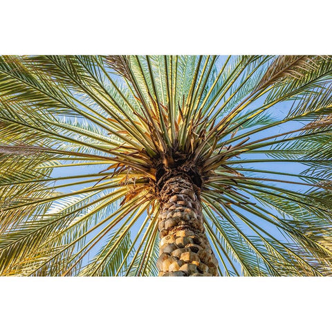 Middle East-Arabian Peninsula-Oman-Ad Dakhiliyah-Nizwa-Palm tree against blue sky in Nizwa-Oman Black Modern Wood Framed Art Print with Double Matting by Wilson, Emily M.