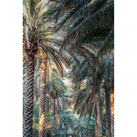 Middle East-Arabian Peninsula-Oman-Ad Dakhiliyah-Nizwa-Palm trees in Nizwa-Oman Black Modern Wood Framed Art Print with Double Matting by Wilson, Emily M.