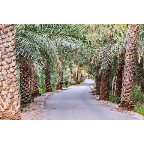 Middle East-Arabian Peninsula-Oman-Ad Dakhiliyah-Nizwa-Palm trees along a road in Nizwa-Oman Gold Ornate Wood Framed Art Print with Double Matting by Wilson, Emily M.