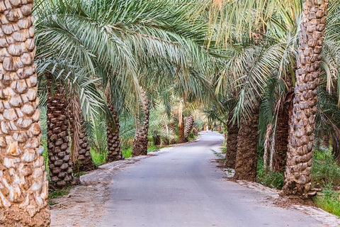 Middle East-Arabian Peninsula-Oman-Ad Dakhiliyah-Nizwa-Palm trees along a road in Nizwa-Oman Black Ornate Wood Framed Art Print with Double Matting by Wilson, Emily M.