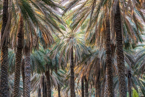 Middle East-Arabian Peninsula-Oman-Ad Dakhiliyah-Nizwa-Palm trees in Nizwa-Oman Black Ornate Wood Framed Art Print with Double Matting by Wilson, Emily M.