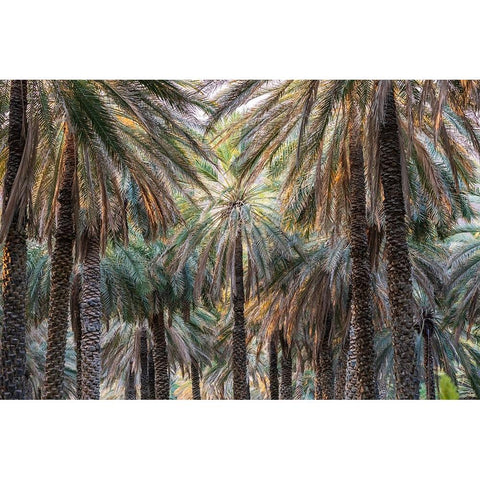 Middle East-Arabian Peninsula-Oman-Ad Dakhiliyah-Nizwa-Palm trees in Nizwa-Oman Gold Ornate Wood Framed Art Print with Double Matting by Wilson, Emily M.