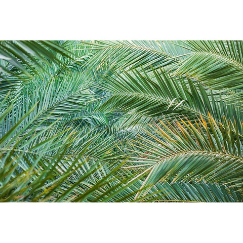 Middle East-Arabian Peninsula-Oman-Ad Dakhiliyah-Nizwa-Palm tree fronds in Nizwa-Oman White Modern Wood Framed Art Print by Wilson, Emily M.