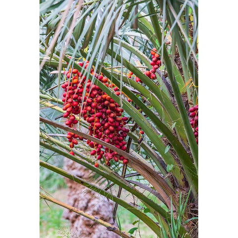 Middle East-Arabian Peninsula-Oman-Ad Dakhiliyah-Nizwa-Dates on a date palm tree in Nizwa-Oman White Modern Wood Framed Art Print by Wilson, Emily M.