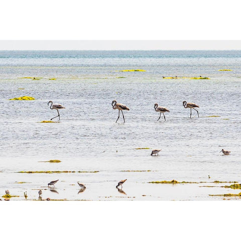 Middle East-Arabian Peninsula-Al Batinah South-Mahout-Flamingos Black Modern Wood Framed Art Print by Wilson, Emily M.