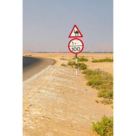 Middle East-Arabian Peninsula-Al Batinah South-Camel crossing White Modern Wood Framed Art Print by Wilson, Emily M.