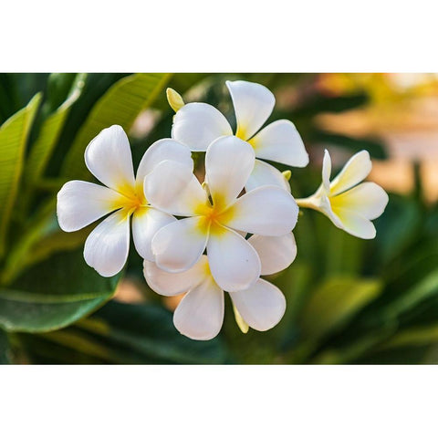 Middle East-Arabian Peninsula-Oman-Muscat-Quriyat-Plumeria blossoms in a garden Black Modern Wood Framed Art Print with Double Matting by Wilson, Emily M.
