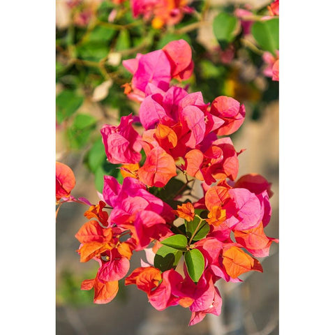 Middle East-Arabian Peninsula-Oman-Muscat-Quriyat-Red blossoms in a garden Black Modern Wood Framed Art Print by Wilson, Emily M.