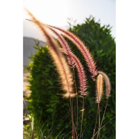 Middle East-Arabian Peninsula-Oman-Muscat-Quriyat-Decorative plants in a garden White Modern Wood Framed Art Print by Wilson, Emily M.
