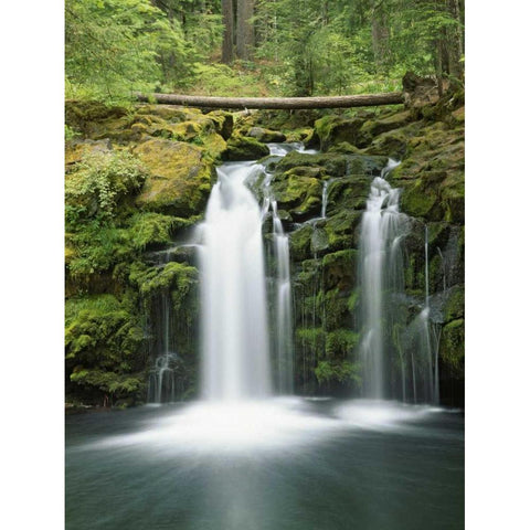 OR, Cascade Range, Umpqua NF Whitehorse Falls Gold Ornate Wood Framed Art Print with Double Matting by Flaherty, Dennis