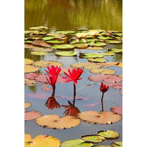 Thailand Royal Park Ratchaphruek Water lilies White Modern Wood Framed Art Print by Haseltine, Tom