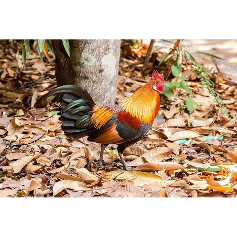 Thailand-Nong Khai Province Rooster Black Modern Wood Framed Art Print with Double Matting by Haseltine, Tom