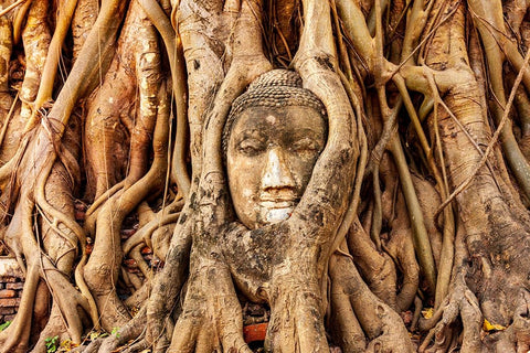 Thailand- Ayutthaya. Wat Mahathat. Buddha head engulfed in tree roots. Black Ornate Wood Framed Art Print with Double Matting by Haseltine, Tom