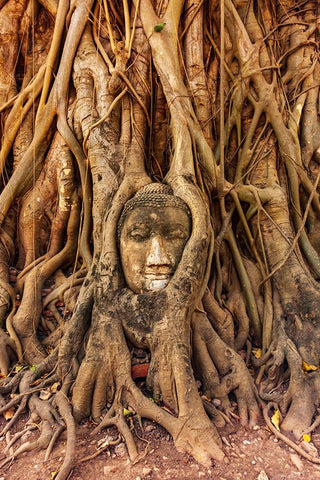 Thailand- Ayutthaya. Wat Mahathat. Buddha head engulfed in tree roots. Black Modern Wood Framed Art Print by Haseltine, Tom