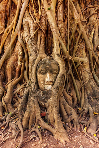 Thailand- Ayutthaya. Wat Mahathat. Buddha head engulfed in tree roots. Black Ornate Wood Framed Art Print with Double Matting by Haseltine, Tom