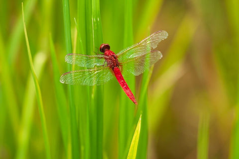 Chiang Mai- Thailand. Red Dragonfly- Orthetrum testaceum- also known as Scarlet Skimmer. Black Modern Wood Framed Art Print by Haseltine, Tom